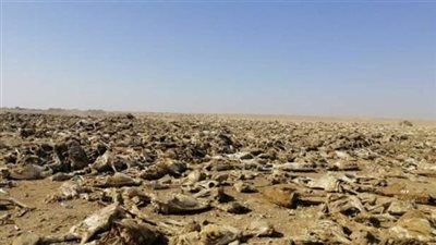 تفاصيل العثور على هياكل عظمية لحمير مذبوحة بالفيوم (فيديو)