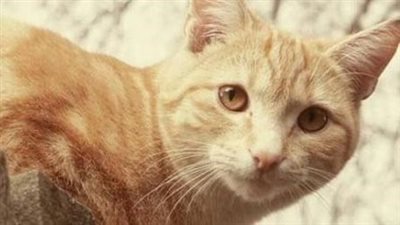 استجابة فورية.. إنقاذ 