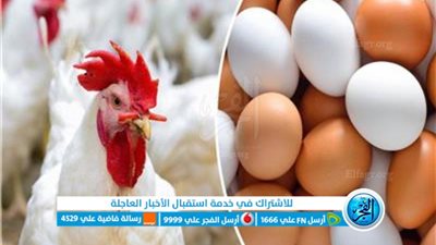 أسعار البيض والدواجن اليوم بالاسواق المحلية 