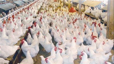 تعرف على موعد انخفاض أسعار الدواجن