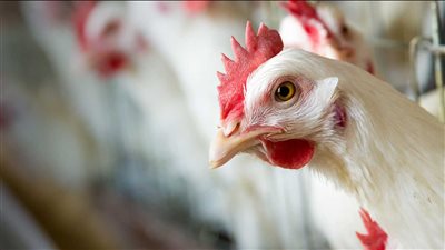 أسعار الدواجن والبيض اليوم..