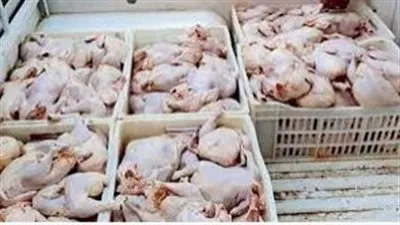 القبض على مدير مخزن بحوزته 3،150 طن دواجن فاسدة بالقاهرة