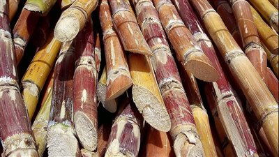 التموين: توريد مليون ‏و848 ألف طن قصب سكر.. والسداد للمزارعين إلكترونيًا 