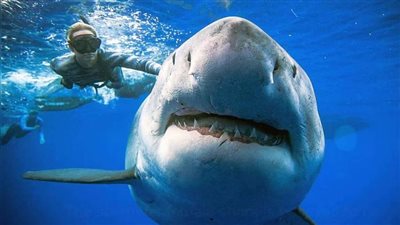 مقتل فتاة في هجوم لسمكة قرش على ساحل أستراليا