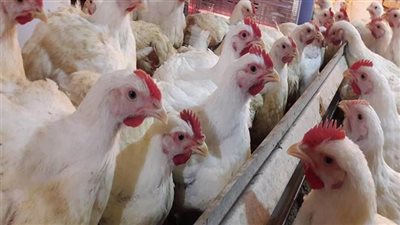 مستجدات أسعار الدواجن في الأسواق.. هذا ما ينتظرها