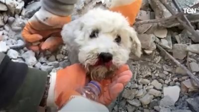 شاهد.. انقاذ كلب من تحت الأنقاض في تركيا 