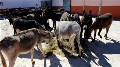 ناشطة حقوق حيوان: مافيا خطيرة وراء ذبح الحمير وتصدير جلودها إلى الصين