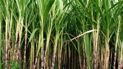 التموين: توريد 2.5 مليون طن قصب حتى الآن
