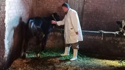 تحصين 97.157 رأس ماشية من الأبقار والأغنام في الدقهلية