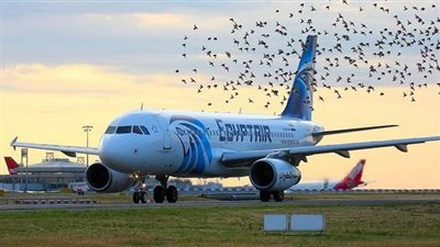 في يوم الحب.. شركة مصر للطيران تقدم مفاجأة للمواطنين