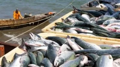 انفراجة جديدة.. شركات أسماك روسية تستعد للبيع داخل مصر 