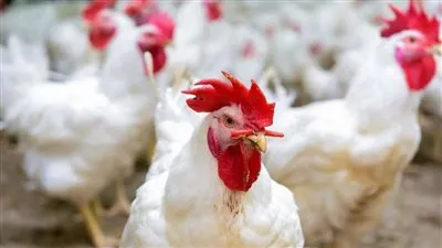 اسعار الفراخ للمستهلك فى اسواق المنيا اليوم الإثنين 19يناير 2026