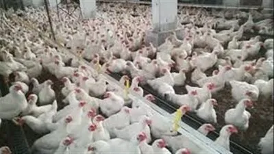 شعبة الدواجن: المواطن أصبح غير قادر على شراء الهياكل