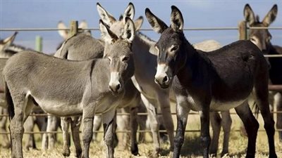 تفاصيل العثور على حمير مذبوحة في الشرقية
