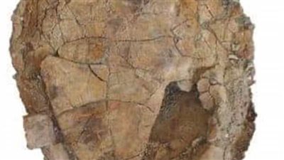 تفاصيل اكتشاف سلحفاة نهرية عمرها 70 مليون سنة في الوادي الجديد (فيديو)