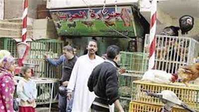 عاجل| شعبة الدواجن: أقصى سعر لبيع الفراخ بالمحلات 78 جنيها للكيلو