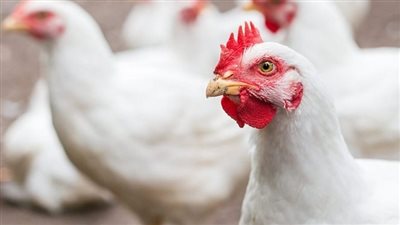 أسعار الفراخ فى بورصة الدواجن اليوم الخميس 6-4-2023