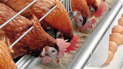 عاجل | انخفاض 25 جنيها.. كلمة السر وراء انهيار أسعار الدواجن (تفاصيل)