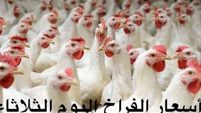 سعر الدواجن اليوم الثلاثاء 28 فبراير وسعر البيض بعد الانخفاض