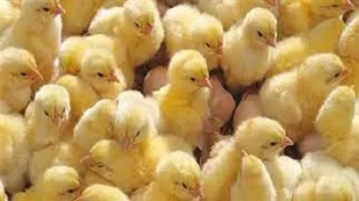 سعر الكتكوت الأبيض اليوم الأربعاء 1-3-2023