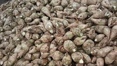 الزراعة تكشف تفاصيل جديدة عن خطة الوزارة لزراعة بنجر السكر (فيديو)