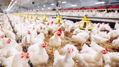 رئيس شعبة الدواجن يكشف مفاجأة بشأن سبب ارتفاع الأسعار مجددًا (فيديو)