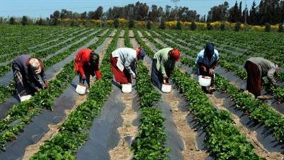 جمعية المصدرين المصريين تتوقع زيادة الحاجة للإنتاج الزراعي بحلول 2050