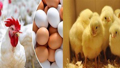 تعرف على أسعار الدواجن والبيض والكتكوت اليوم الاثنين 6/3/2023