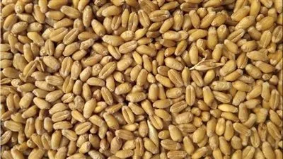 غرفة صناعة الحبوب تطالب وزير التموين بربط سعر توريد القمح محليا بالأسعار العالمية 