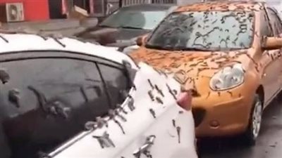 في ظاهرة غريبة.. عاصفة مطرية من الديدان تضرب بكين
