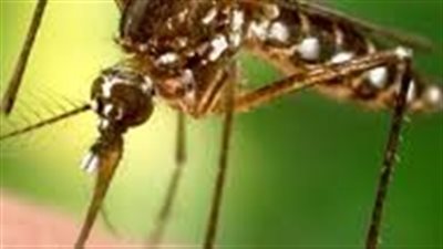 منظمة الصحة العالمية تحذر.. ما لا تعرفه عن حمى الضنك بالسودان