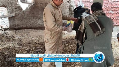 تفاصيل الحملات البيطرية لتحصين رؤوس الماشية بالإسماعيلية