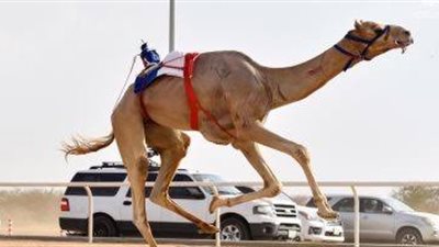 ملاك الإبل المشاركون في كأس العلا للهجن يثمنون دعم ولي العهد لرياضة الهجن