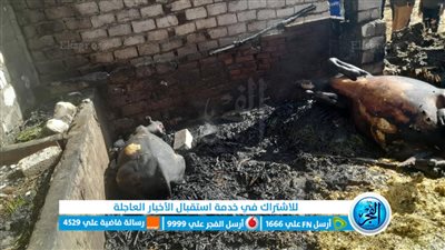 نفوق 3 أبقار في حريق حظيرة مواشي بالبحيرة (صور)