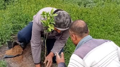 مختار: حصة الدقهلية 300 ألف شجرة من مبادرة 100 مليون شجرة