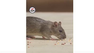 شاهد.. ملايين الجرذان تحتل شوارع باريس.. ومخاوف من كارثة صحية