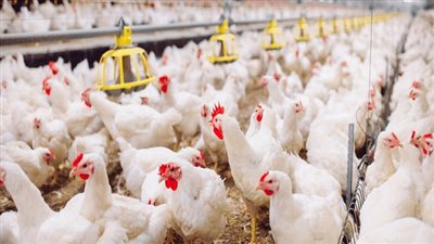 شعبة الدواجن: ارتفاع الأسعار أزمة عابرة ولن تتكرر.. وهذه أسباب الانخفاض