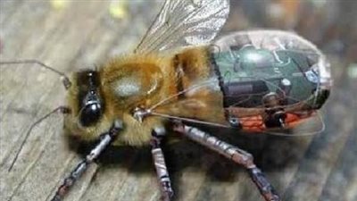 حشرات للتجسس في المناطق العربية والصحراوية.. تعرف عليها 