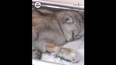 شاهد.. إنقاذ قطة من تحت الأنقاض بعد 49 يوما على زلزال تركيا