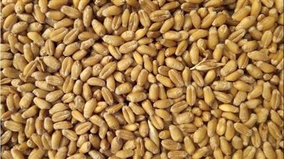 عقود القمح الآجلة في المنطقة الحمراء بمستهل تعاملات بورصة شيكاغو