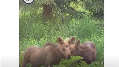 شاهد.. النباتات تصدر أصواتا تسمعها الحيوانات