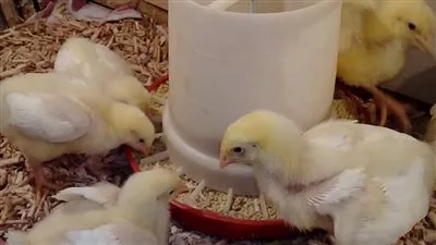  ارتفاع أسعار أعلاف الدواجن اليوم الإثنين 3 أبريل 2023