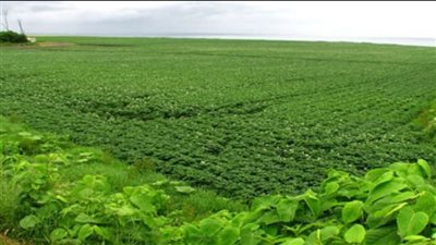 الزراعة تصدر نشرة توصيات عاجلة للمزارعين بسبب تقلبات الجو