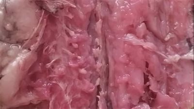 شم النسيم.. تعرف على أفضل تخليل الفسيخ وسعر الكيلو