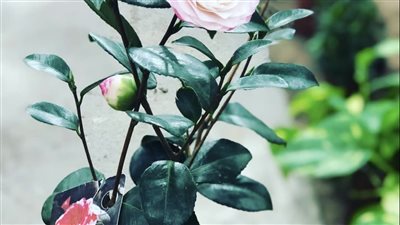 شم النسيم.. تعرف على أفضل الأكلات الشعبية المصرية لتلك المناسبة