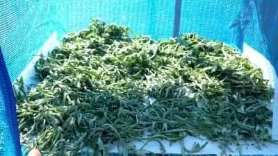 تزامنا مع أسبوع الآلآم.. تعرف على نبات 