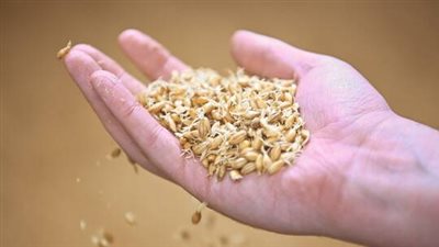 بولندا تبدأ تحقيقا بجرائم الاحتيال في توريد الحبوب الأوكرانية