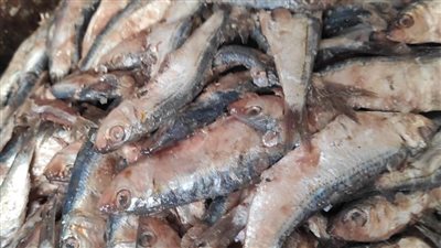 ضبط 2.5 طن لحوم ودواجن وأسماك مملحة بالجيزة