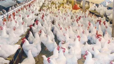 أسعار الدواجن اليوم الخميس 