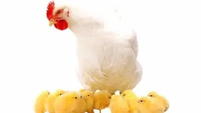 أسعار الفراخ وبورصة الدواجن بأنواعها اليوم 23 أبريل 2023